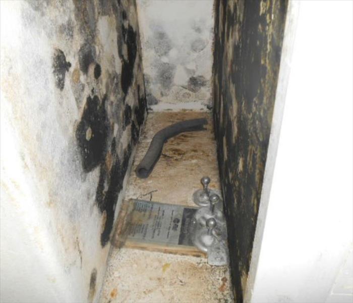 a molded closet or basement cavity with black mold covering walls