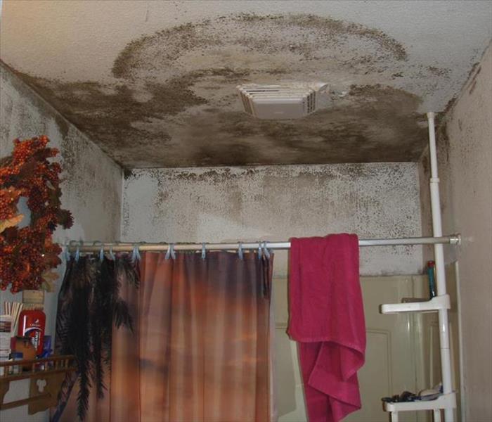 view of bathroom with ceiling and walls above shower area covered in mold